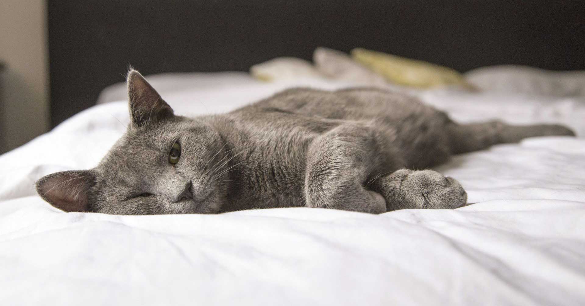 Eine graue Katze liegt auf einem Bett